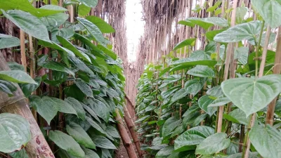 যশোর জেলার মুকুন্দপুর গ্রামের একটি পানের বরজ (ছবি: ইস্রাফিল আলম)