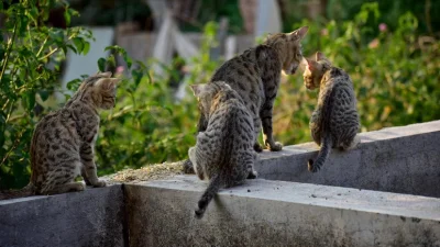 বিড়ালের প্রতীকী ছবি