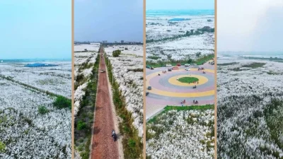 ঢাকার আফতাব নগরের সানভ্যালিতে কাশফুলের মেলা (ছবি: বাংলা ট্রিবিউন কোলাজ)