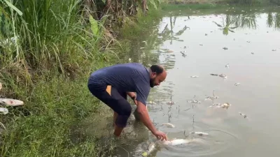 বিষ প্রয়োগের ফলে মাছ মরে ভেসে উঠেছে
