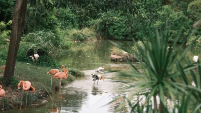 সিঙ্গাপুরের মানদাই ওয়াইল্ডলাইফ রিজার্ভ (ছবি: পেক্সেলস)