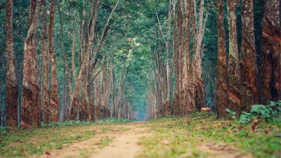 টাঙ্গাইলের পীরগাছা রাবার বাগান (ছবি: সংগৃহীত)