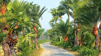 যশোরের সড়কের পাশে খেজুর গাছ