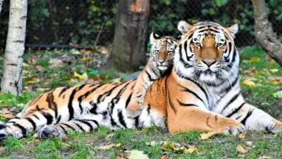 টাইগার সাফারির জন্য এ জায়গা সাধারণত ফেব্রুয়ারি থেকে মে মাস পর্যন্ত সময়টি সবচেয়ে উপযোগী। ছবি: আনস্প্ল্যাশ