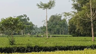 লালমনিরহাটের পাটগ্রামের বুড়িমারী সীমান্ত দিয়ে ১২ জনকে পুশইনের চেষ্টা, রুখে দিলো বিজিবি