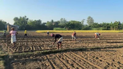 মাঠে ব্যস্ত আলু চাষিরা। ছবি: বাংলা ট্রিবিউন