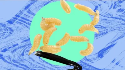 পোকার লার্ভা (ছবি: দ্যা গার্ডিয়ান)