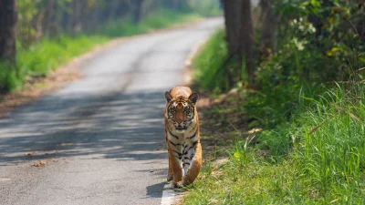 ভারতে পর্য টকদের বন্যপ্রাণী অভয়ারণ্য ঘুরে দেখাতে চালু করা হয়েছে বন্যপ্রাণী ভ্রমণ প্যাকেজ (ছবি: সংগৃহীত)