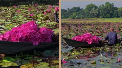 গাজীপুরের কাতুরিয়া পদ্ম ও শাপলা বিল (ছবি: বাংলা ট্রিবিউন কোলাজ)
