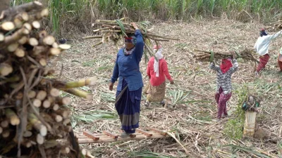 নারী শ্রমিকরা ট্রাকে কাটা আখ তুলছেন। ছবি: দ্য ইন্ডিপেন্ডেন্ট