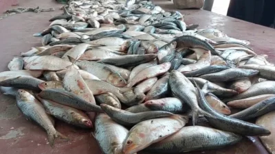 ইলিশ মাছের ফাইল ছবি