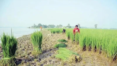 ধান কেটে গরুকে খাওয়াচ্ছেন কৃষক