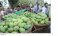 Rajshahi Mango Photo 28.05 (1)
