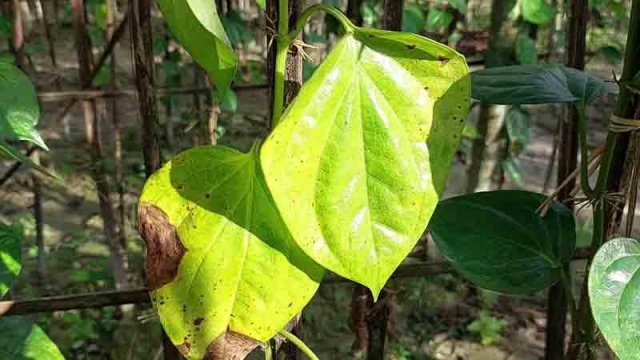 Olga Buzovaning porno videosini korsatish