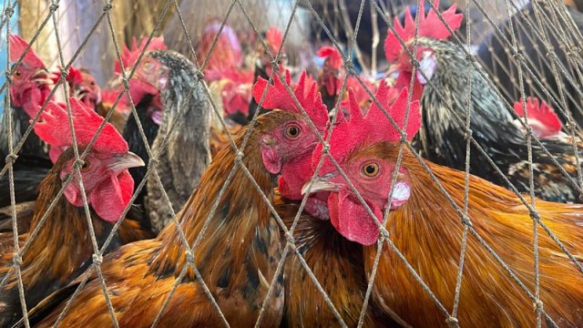 Chicken