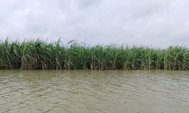 পদ্মার স্রোতে ভাঙছে ঘরবাড়ি-ফসলি জমি, পানিবন্দি ৫০০ পরিবার