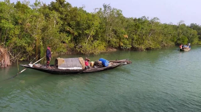 দস্যুমুক্ত' সুন্দরবনে ফিরছে পুরোনো ভয়, আতঙ্কে বনজীবীরা