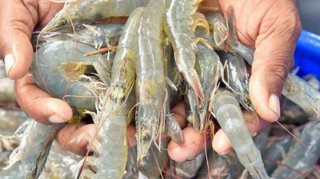 ভেনামি চিংড়ির পোনা আমদানির সব অনুমোদন স্থগিত