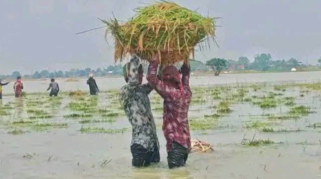 ১৬০০ খরচ করে ৬০০ টাকায় ধান বিক্রি করতে বাধ্য কৃষক