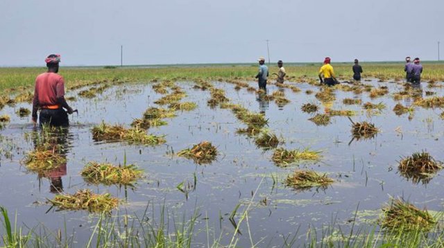 ধান চাষ করে কাঁদছেন কৃষক, বলছেন 'ফকির হয়ে যাচ্ছি'