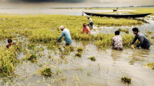 পাহাড়ি ঢলে ডুবল হাওরের স্বপ্ন: ৫০০ কোটি টাকার ধান নষ্ট, দিশেহারা লাখো কৃষক