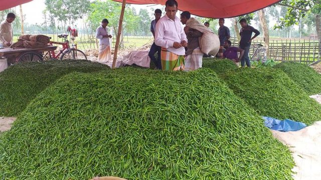 আবহাওয়া অনুকূলে থাকায় এবার মরিচের বাম্পার ফলন