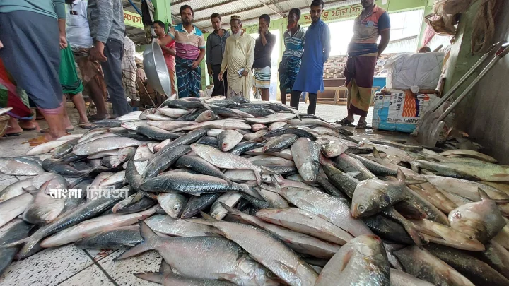 ইলিশ-১