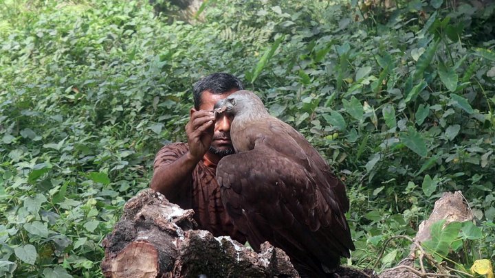 Kishoreganj Eagle pic (6)