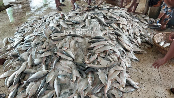 ইলিশ-03