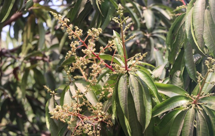 Rajshahi Mango News 21.01 (1)