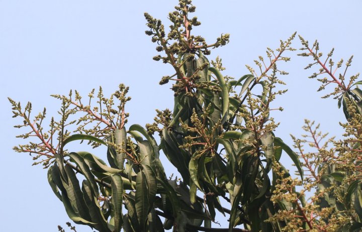 Rajshahi Mango News 21.01 (2)