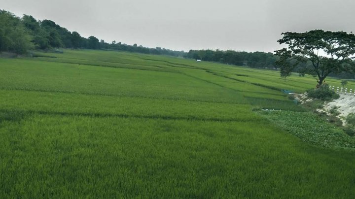Rajshahi River News