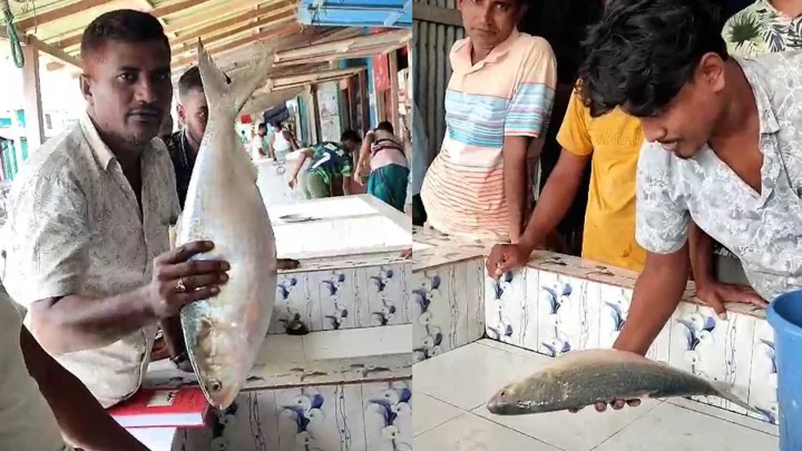 ভোলার মনপুরা উপজেলার মেঘনা নদীতে জেলেদের জালে ধরা পড়েছে আড়াই কেজি ওজনের এক ইলিশ