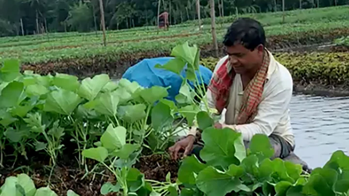 কৃষি