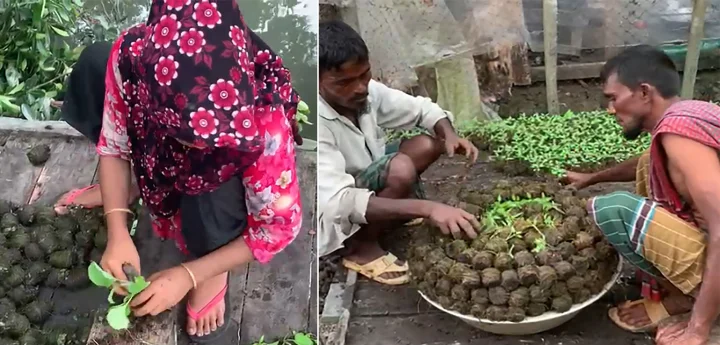 বরিশালে-ভাসমান-কৃষি-03