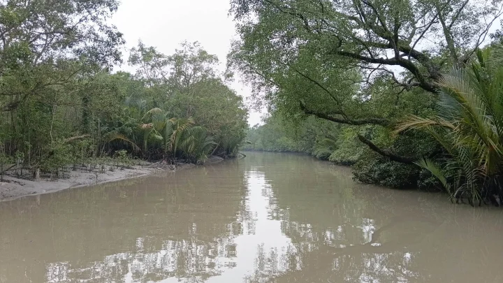 সুন্দরবনের অন্যতম প্রধান নদ পশুরের তিন প্রজাতির মাছের শরীরে পাওয়া গেছে মাত্রাতিরিক্ত সিসা, নিকেল ও তামার মতো ভারী ধাতু