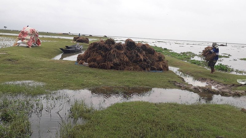 কেন্দুয়ায় তলিয়ে গেছে ৩৭৫ হেক্টর ধান, ৩১০০ কৃষক ক্ষতিগ্রস্ত