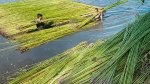 পৌনে ৩ লাখ বেল পাট রফতানির সিদ্ধান্ত