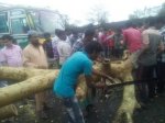সিরাজদিখানে অকস্মিক ঝড়ে বাড়িঘর লন্ডভন্ড4