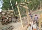গাইবান্ধার গোবিন্দগঞ্জে কাটা হচ্ছে রাস্তার গাছ