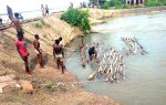 সুন্দরবনে বিপুল পরিমাণ চোরাই কাঠ জব্দ