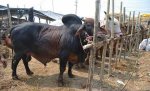 কোরবানির পশুর হাট (ফাইল ফটো)